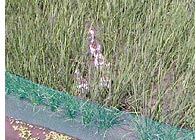 農作業中のアイガモたち